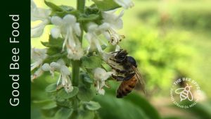 Basil, or Ocimum basilicum, is the King of herbs, honey bees are mad about it, and so are we. Great honey bee food, great for cooking.