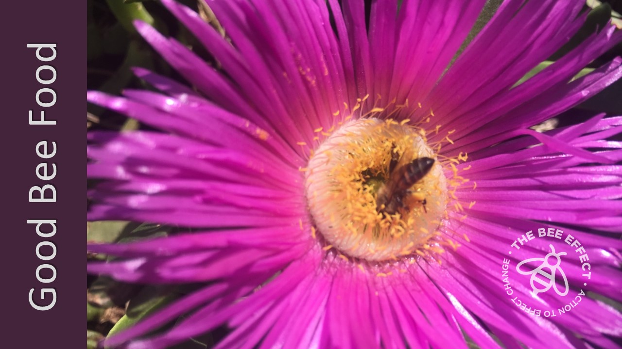 The Sour Fig, also known as Carpobrotus. spp, is an easy to grow succulent ground cover that loves the coastal regions. Great honey bee food.