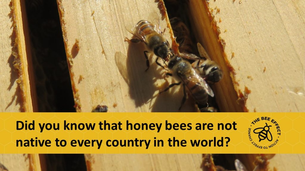 Generally honey bees are considered a native species in Europe, the Middle East and Africa, and introduced elsewhere intentionally by humans.