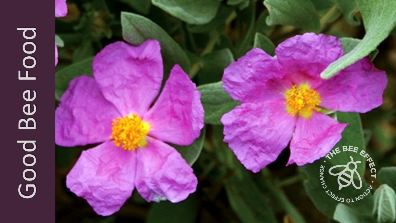 Rock Rose for honey bees_The Bee Effect