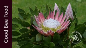 King Protea_The Bee Effect