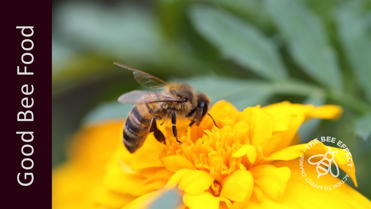 Also known as Tagetes erecta, Marigolds are widely cultivated, hardy and long-flowering, with single cultivars better for honey bees.