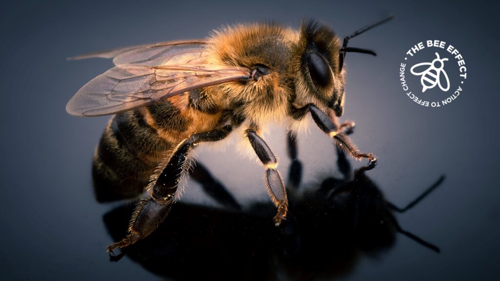 A recent project research has yielded the first direct chemical evidence for honeybee product exploitation in West Africa.