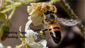 Trees for Bees_Western Cape_species list