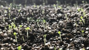 Growing Guide Part 2 _ Seed Germination. f there is one thing that counts in our favour, it is that seeds actually want to grow into plants and produce flowers and seed to ensure they are reproduced.