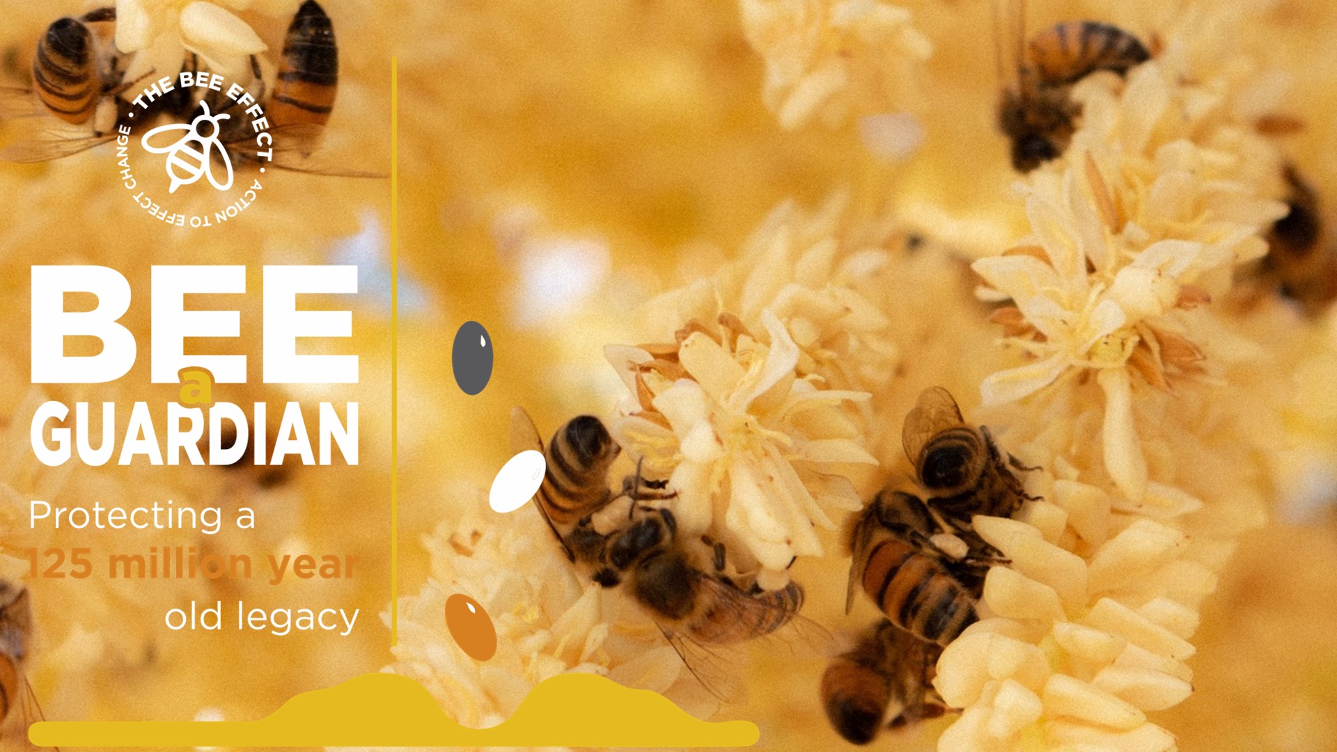 Protecting a 125-Million-Year-Old Legacy of honey bees with The Bee Effect
