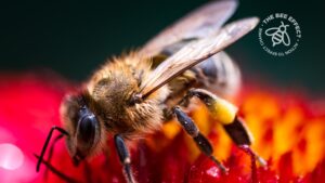 A new paper shows how the lifespan of the adult honeybee appears to have shrunk by nearly 50% in the past 50 years.